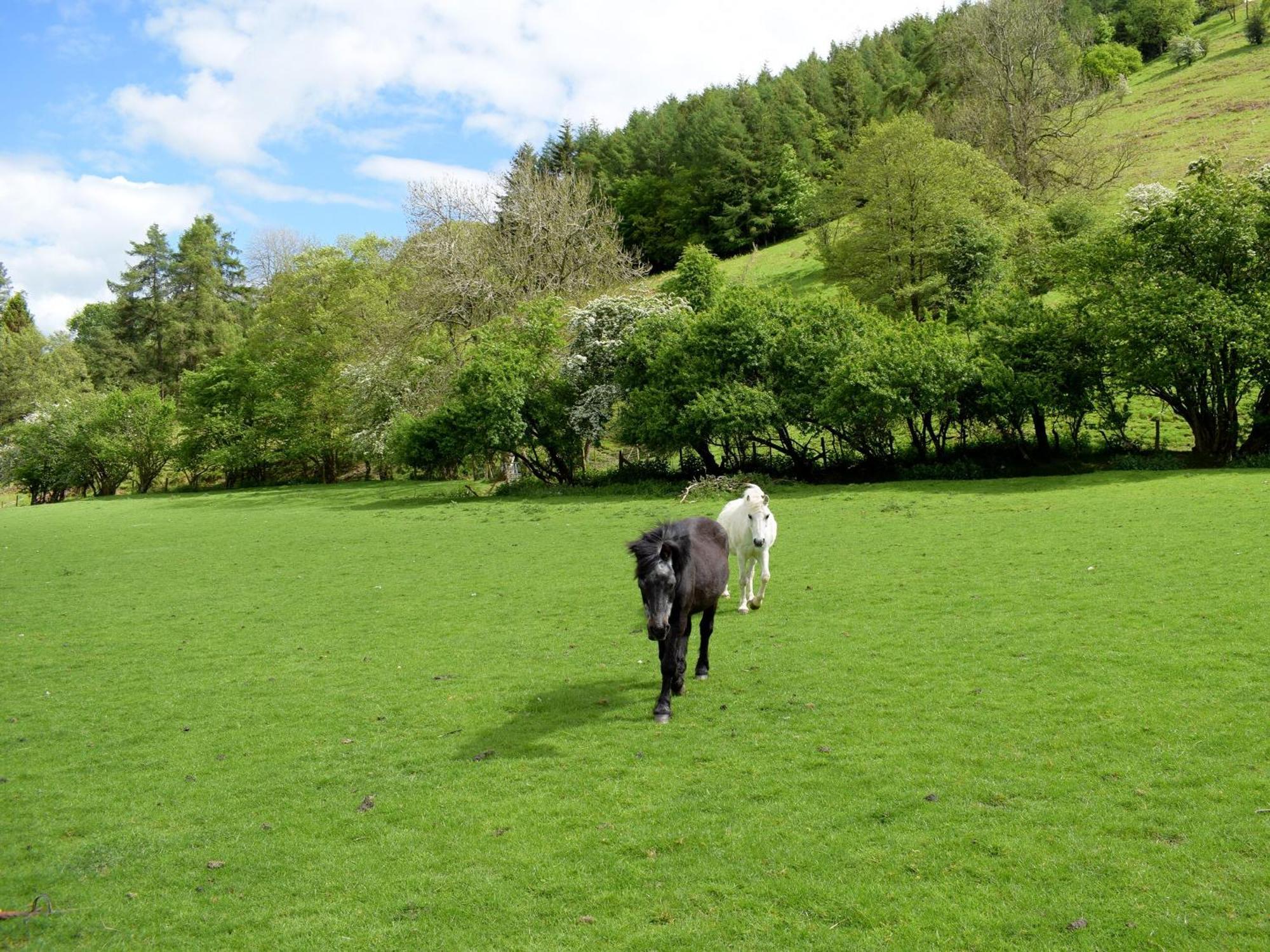 Lower Goytre Farmhouse Llanfair Waterdine Dış mekan fotoğraf